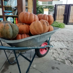 zucca12